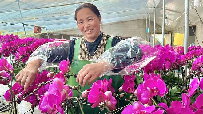 高庄年宵花“热”了AYX爱游戏花人人花