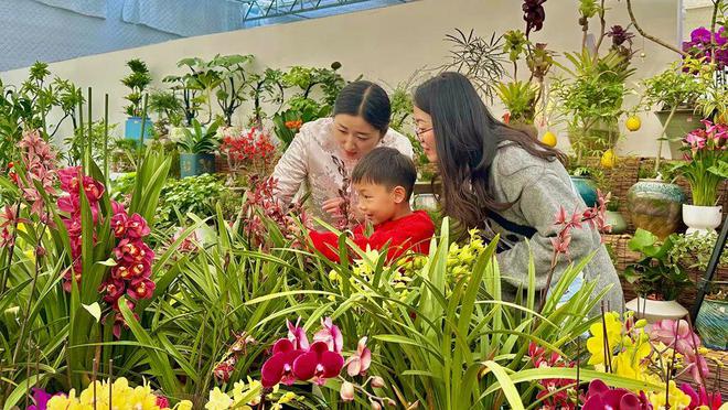高庄年宵花“热”了AYX爱游戏花人人花(图2)