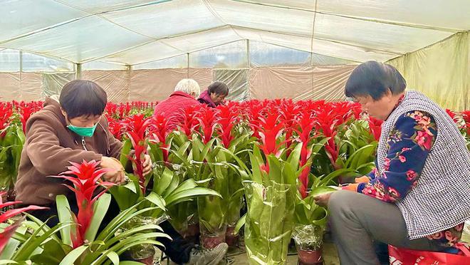 高庄年宵花“热”了AYX爱游戏花人人花(图3)