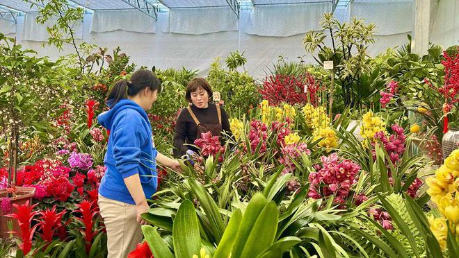 高庄年宵花“热”了AYX爱游戏花人人花(图4)